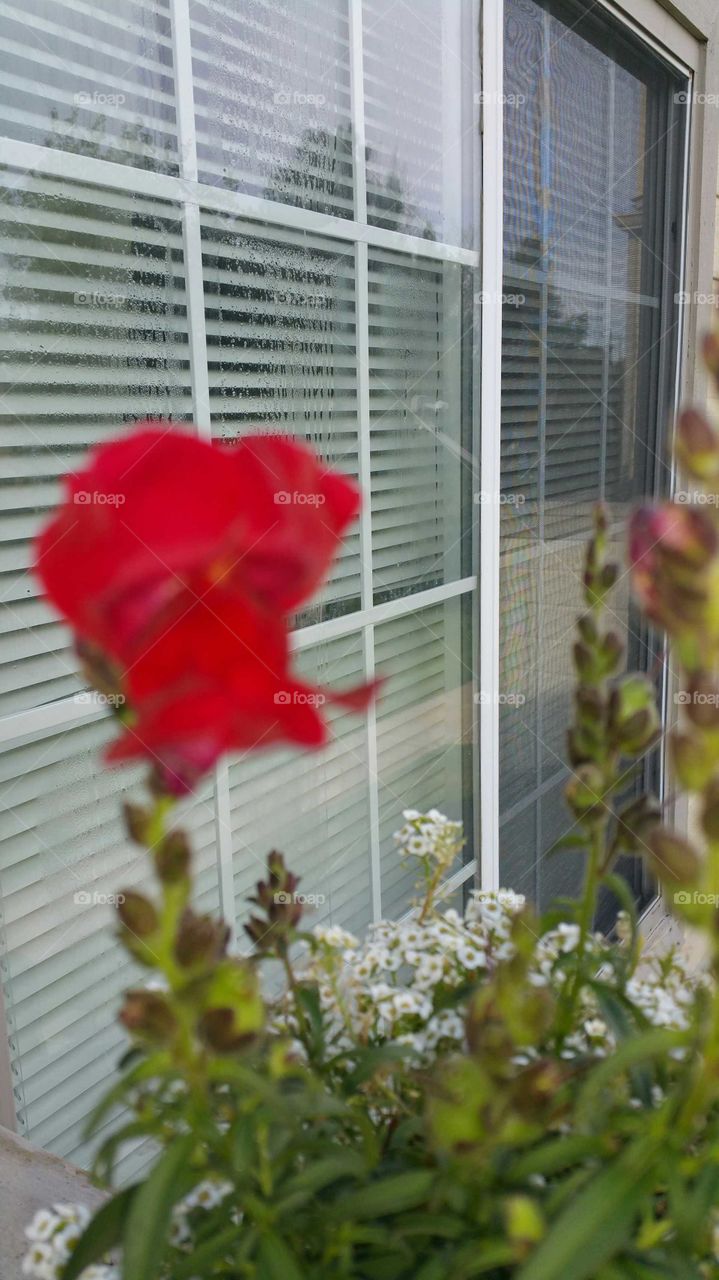 Red snapdragon