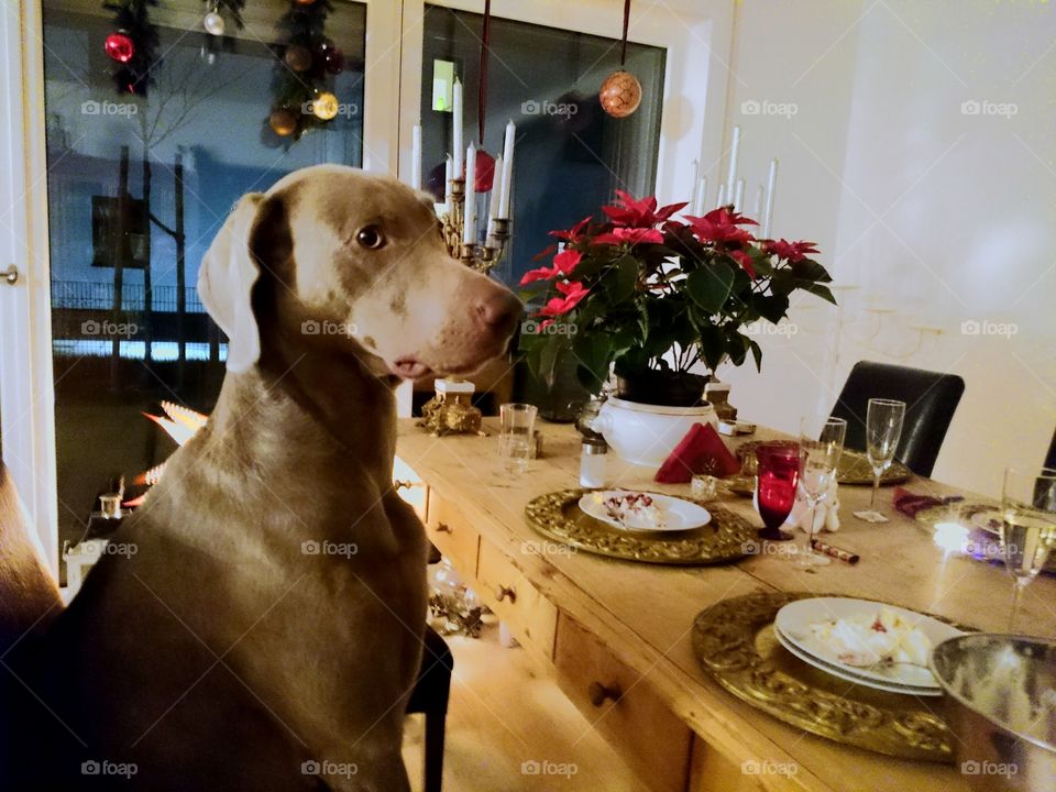 A dog at the table