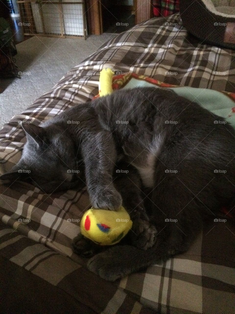 Sleeping with his toy 