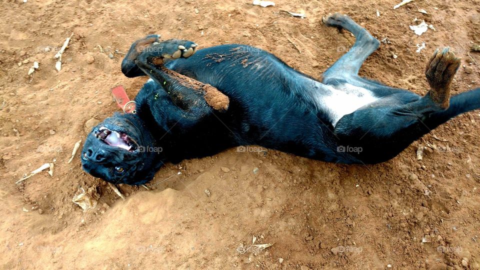 Cão molhado brincando na terra.