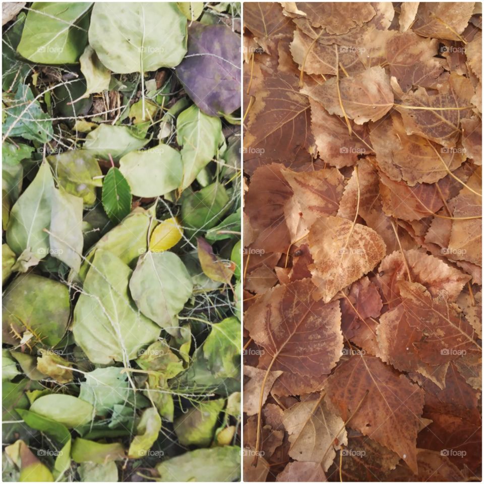 Two images of different leaves put together with a border 🍂🍃