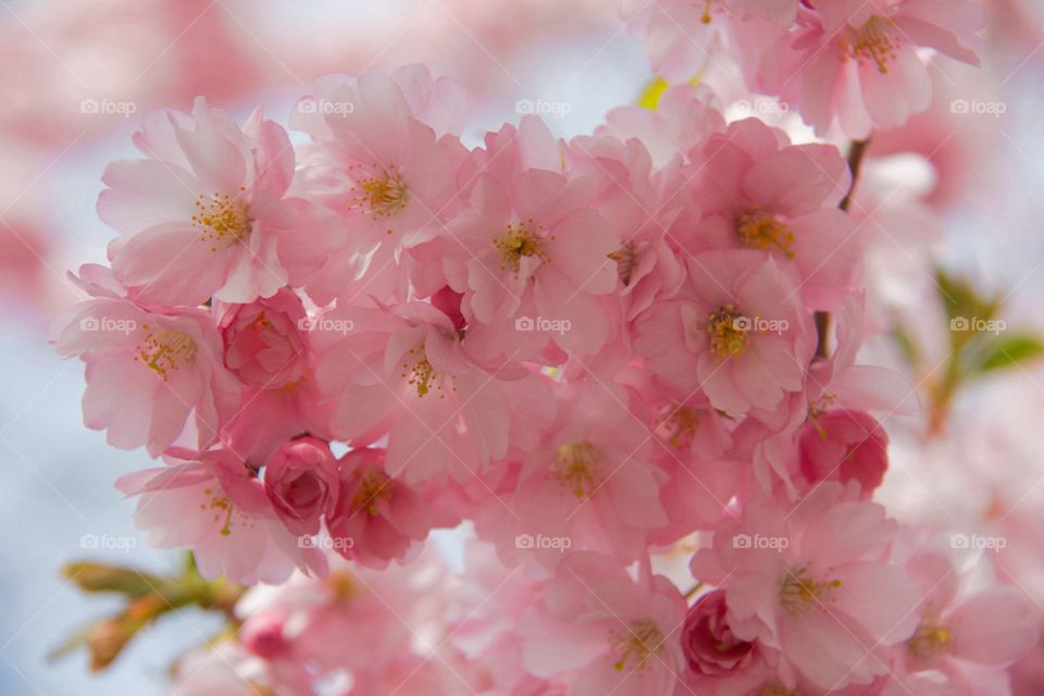 Close-up of a cherry flowers