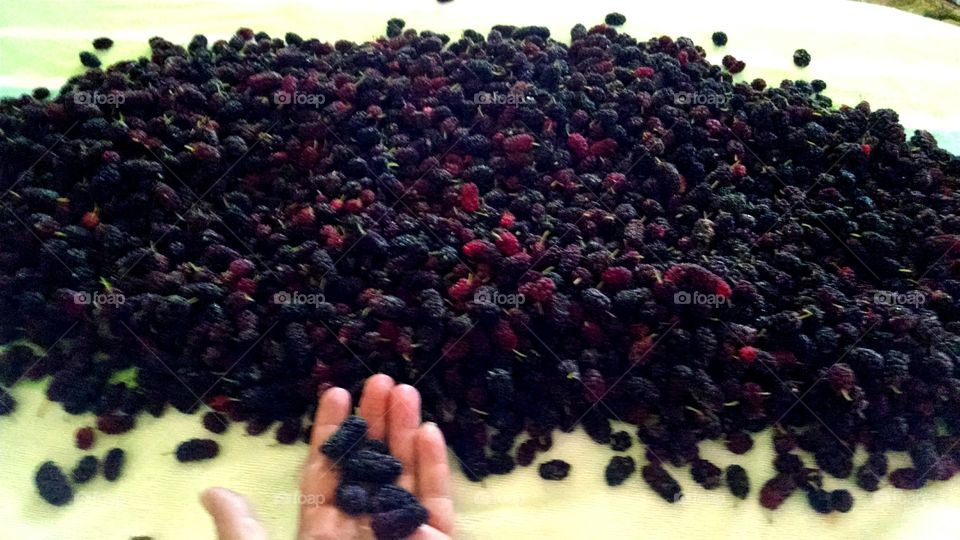mulberries. mulberry pick