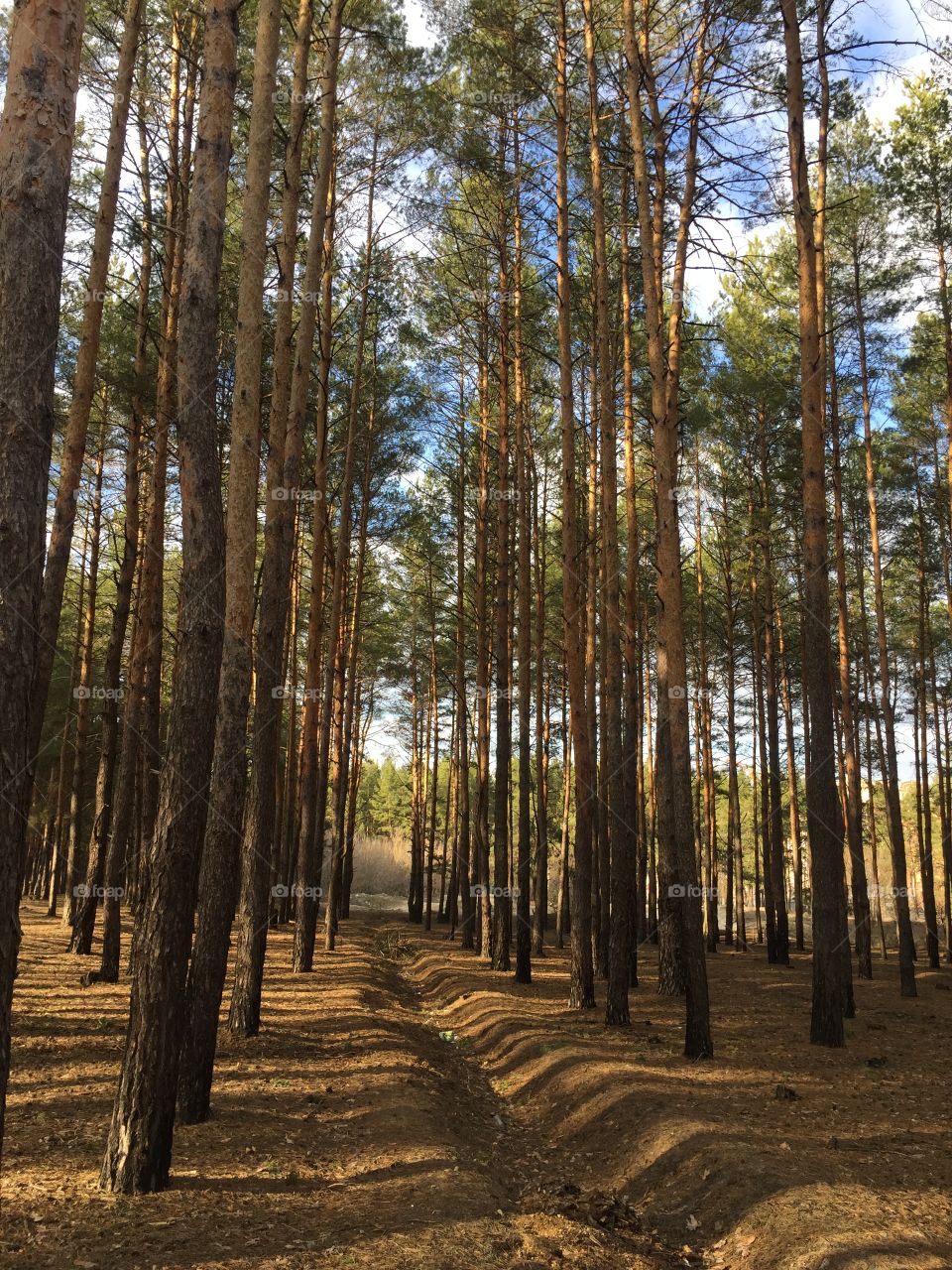 Forest in a spring