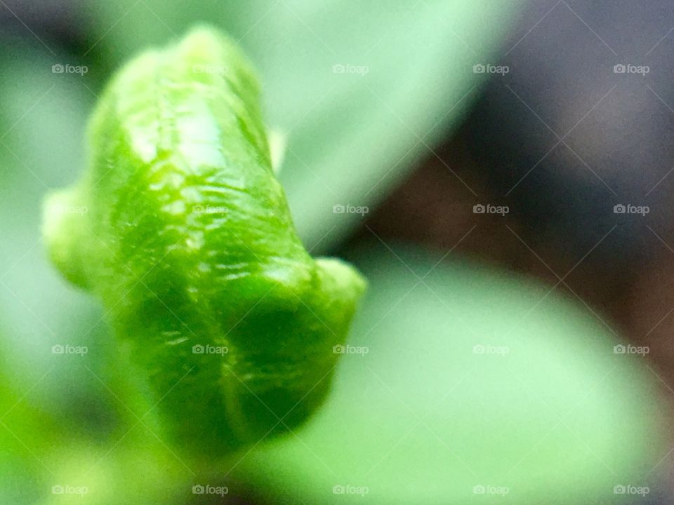Close up of lemon tree bud