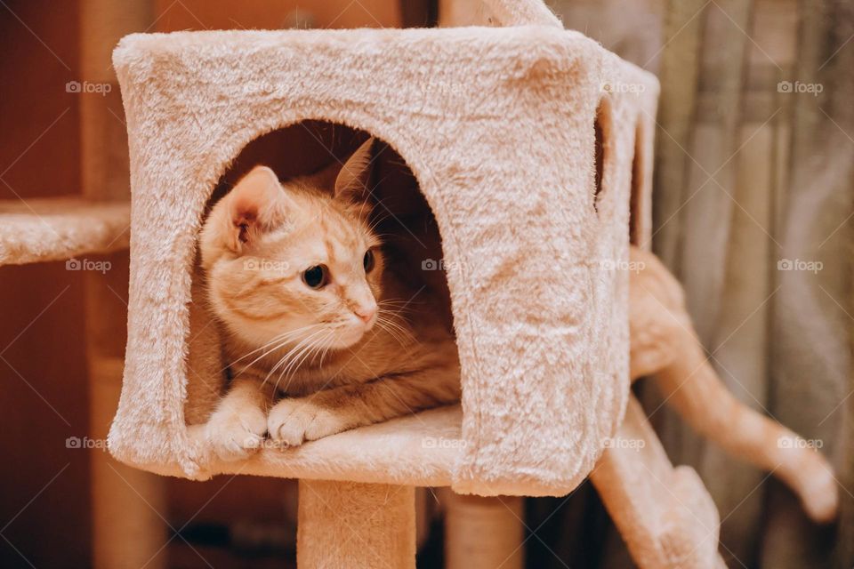 Red cat in cat home