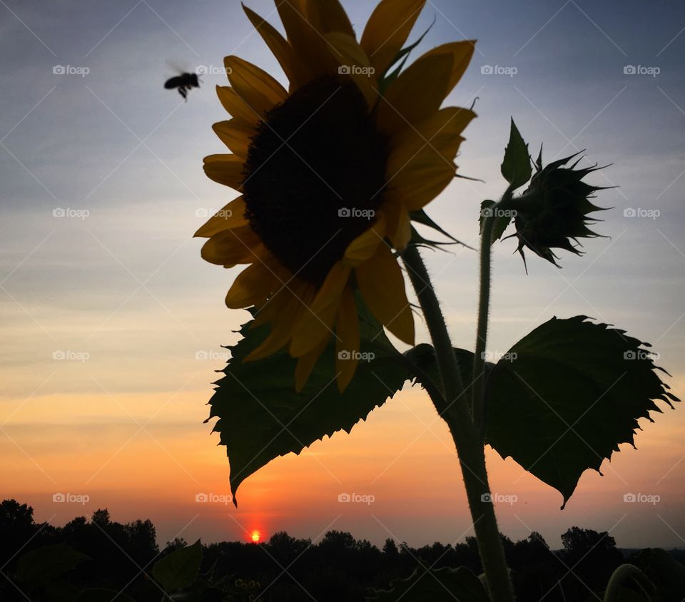 Sunrise sunflower