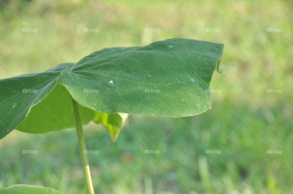 leaf