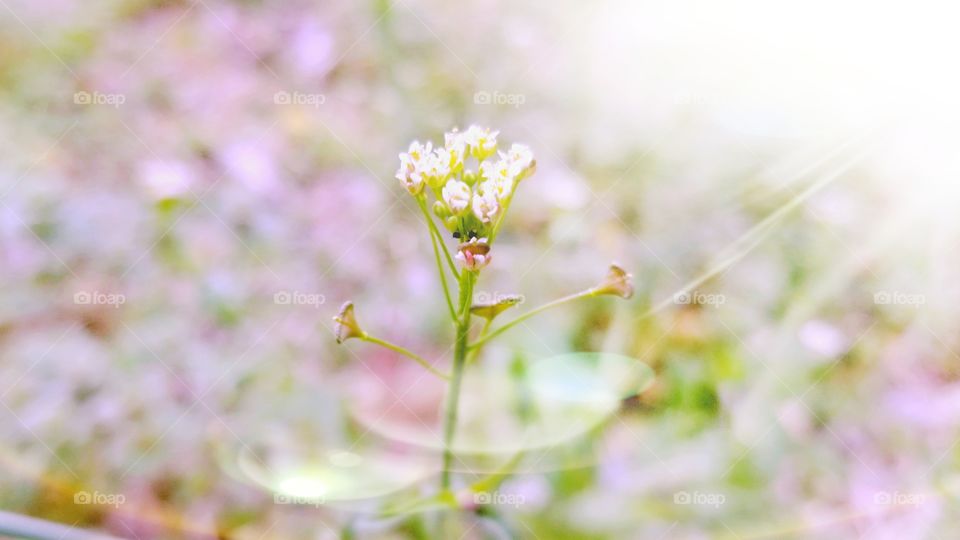 Spring Flower