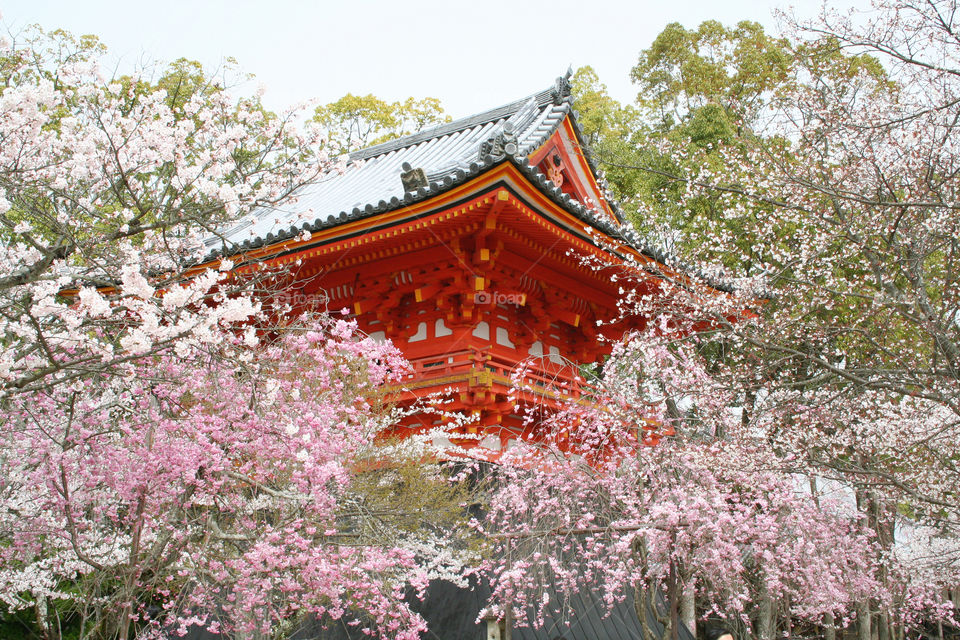 Spring cherry blossoms surrounding temple, Kyoto in April 