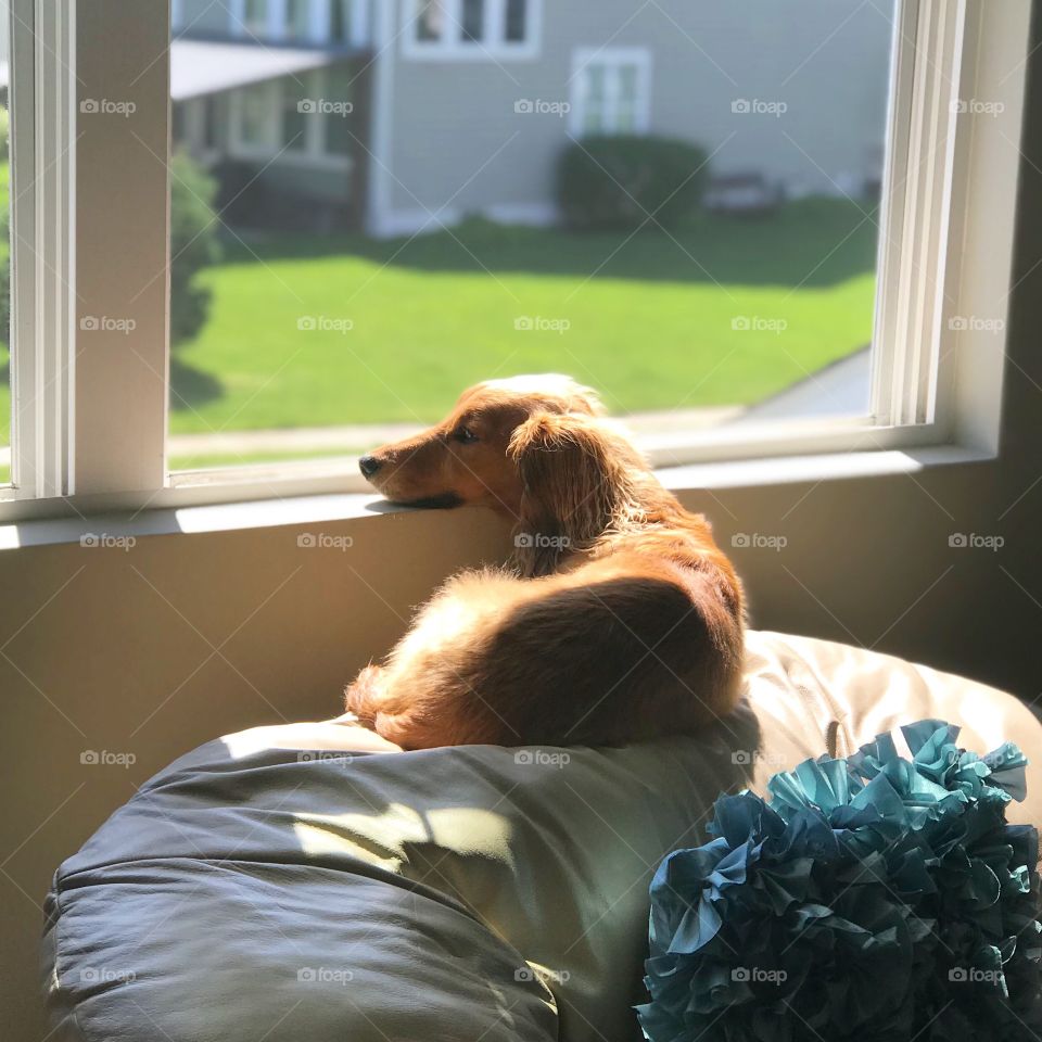 Dachund living the good life. Thinks he’s a cat. Great view of the neighborhood 