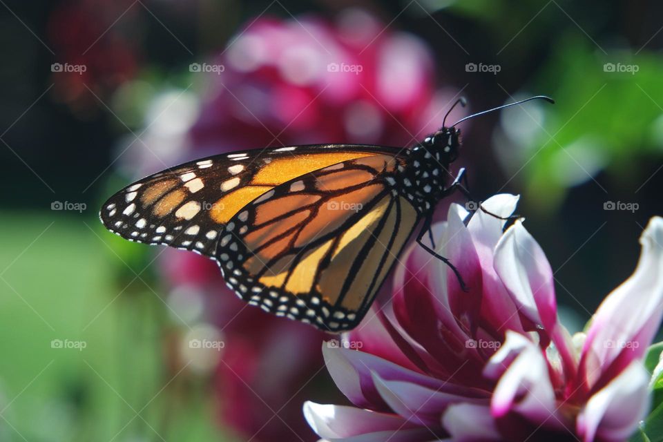 Monarch butterflies 
