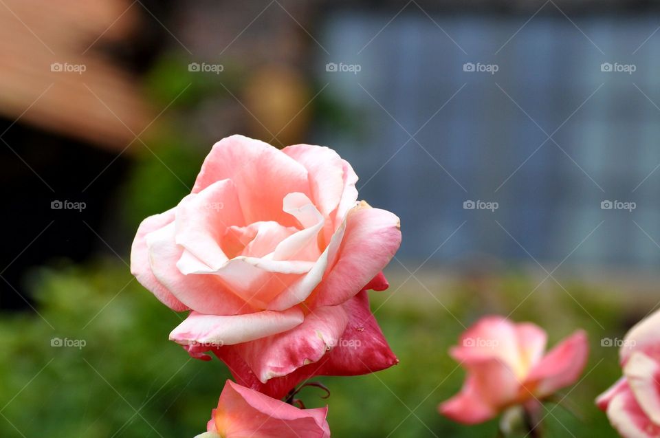 Gorgeous rose