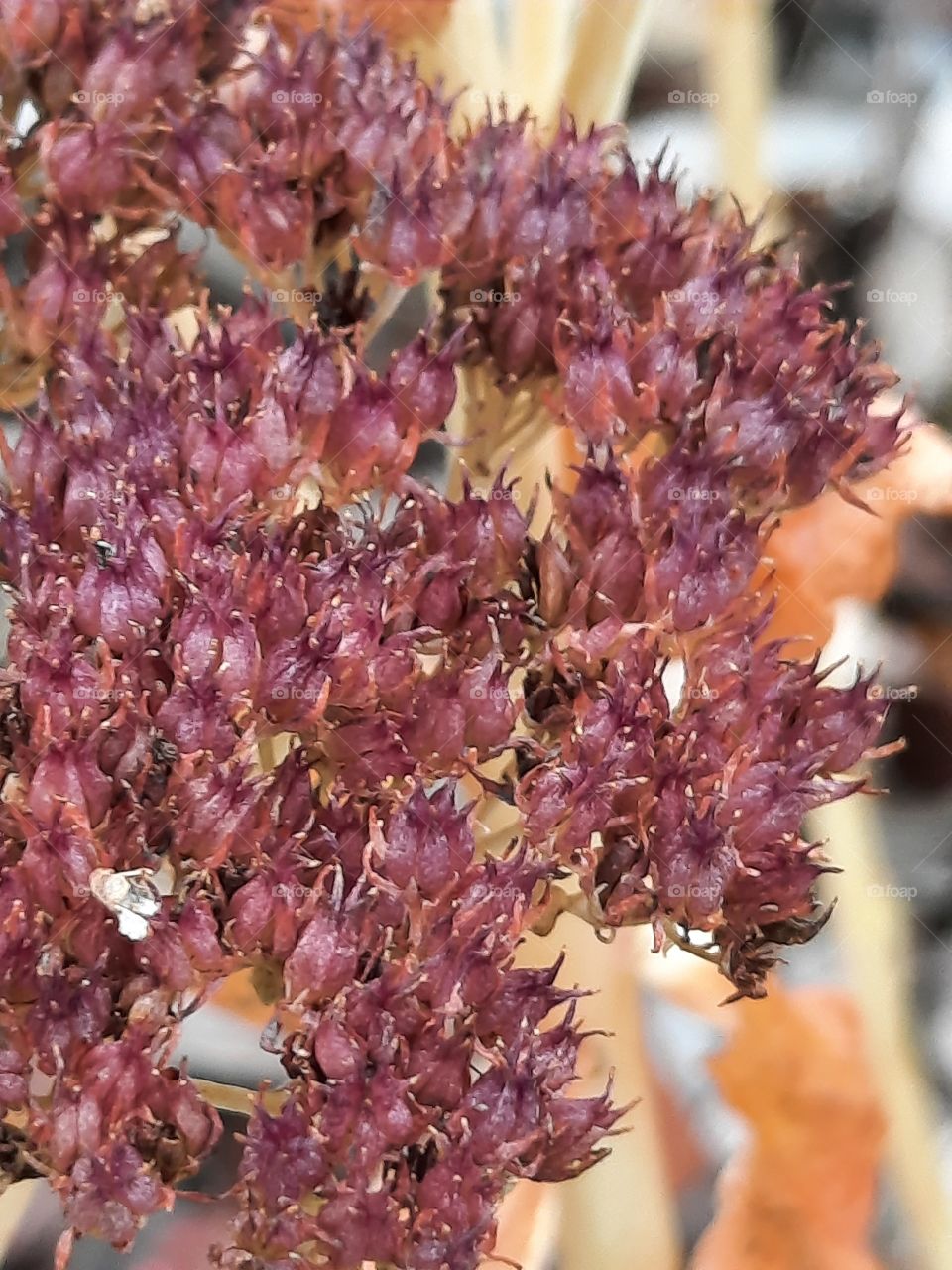 close-up of vine coloured sedum flowers and yellow background of leaves and stalks