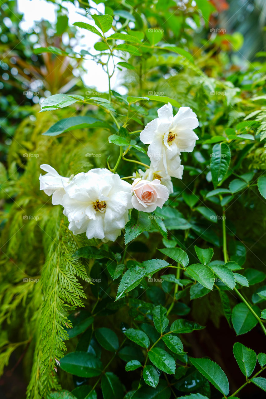 Portraits of a plant 