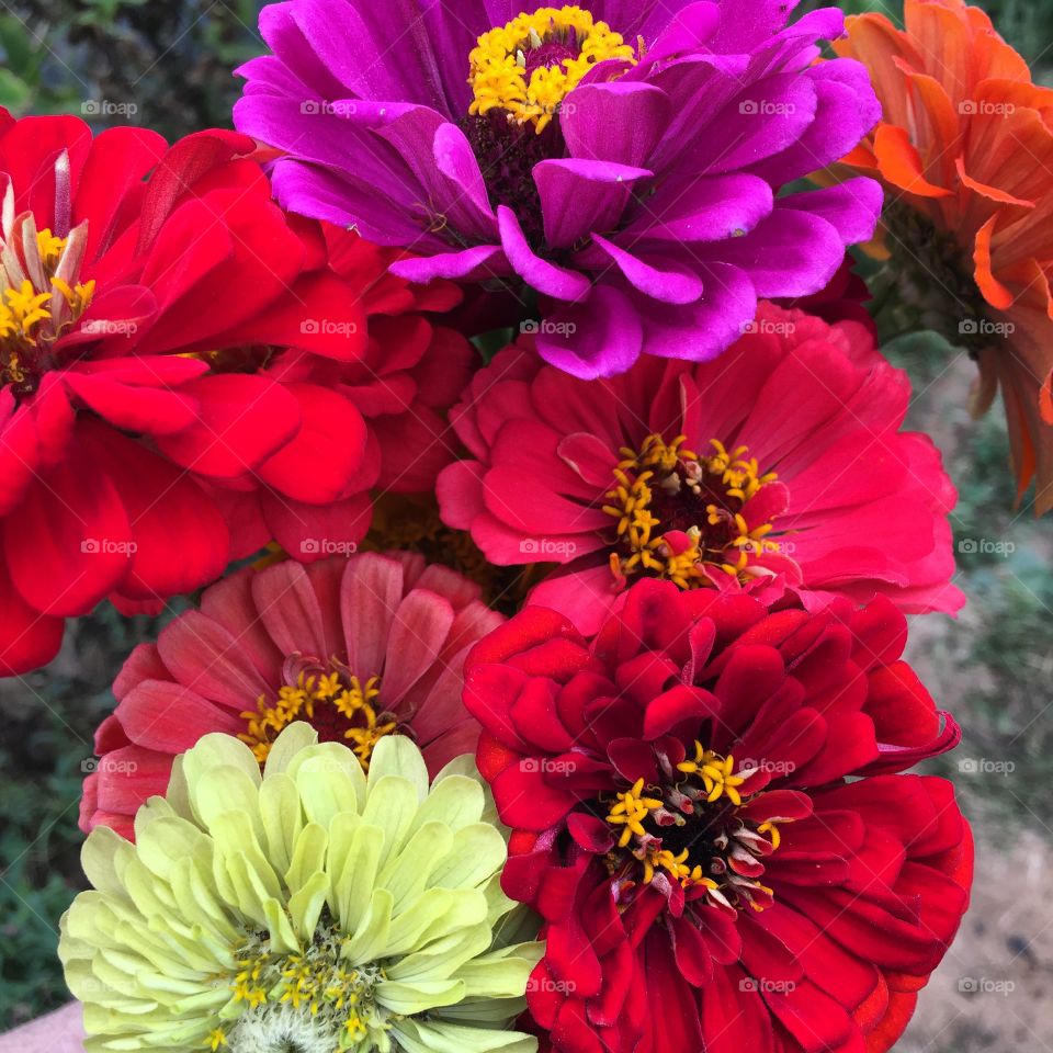 Zinnias
