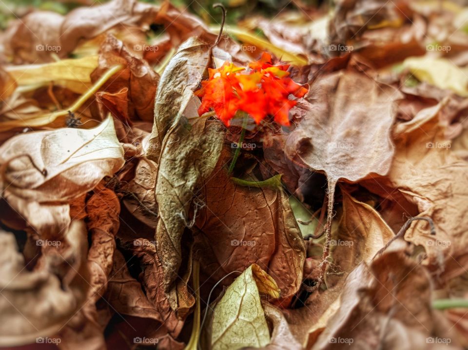 Colorful flower among the dry leaves
