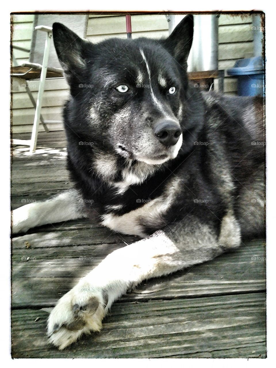 Black Siberian Husky