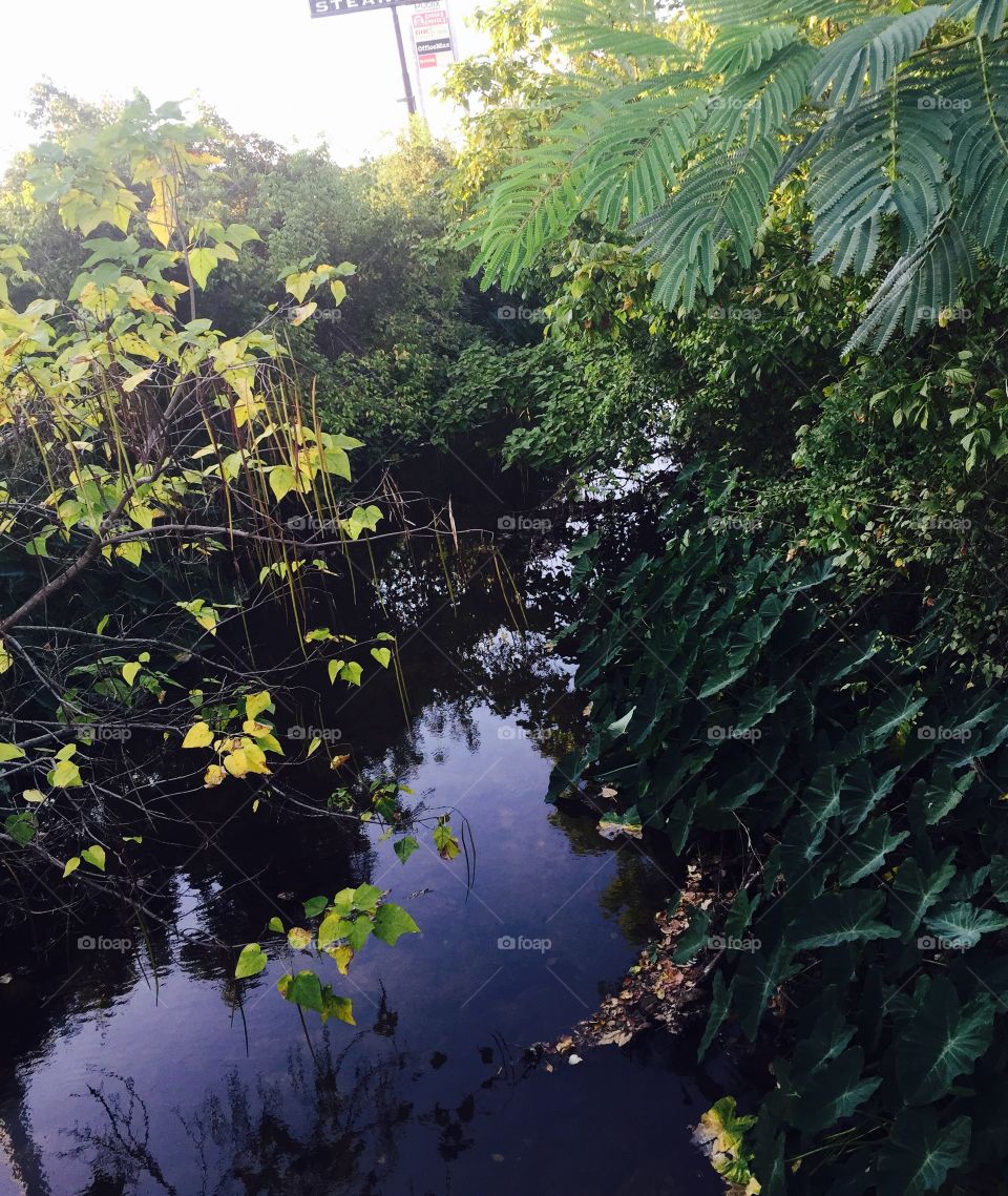 Green trees, bushes with inviting creek.