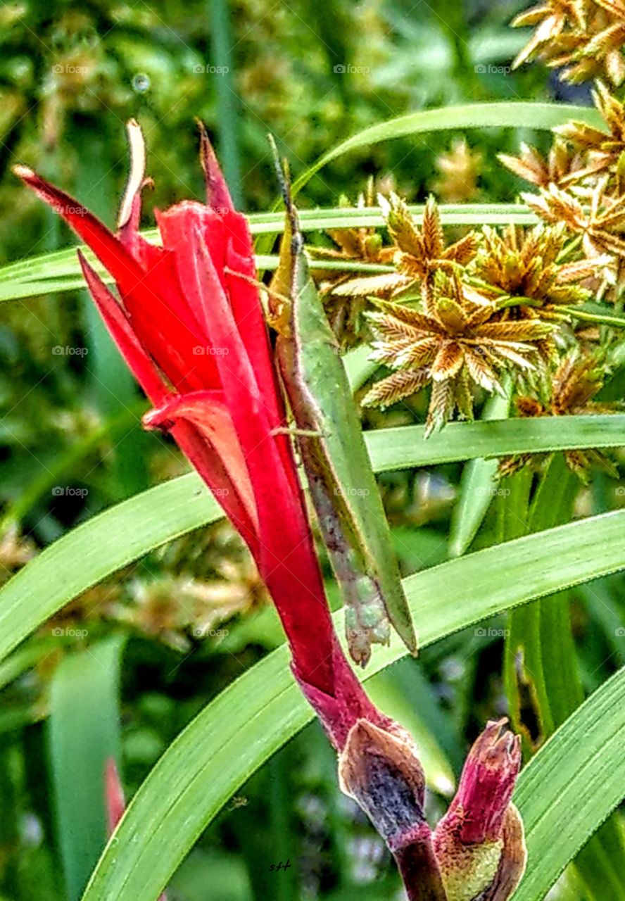 Do you see a mantis be hugging a red flower, Is this warm or funny? maybe it just enjoy sunlight. maybe this mantis has loved this flower already.