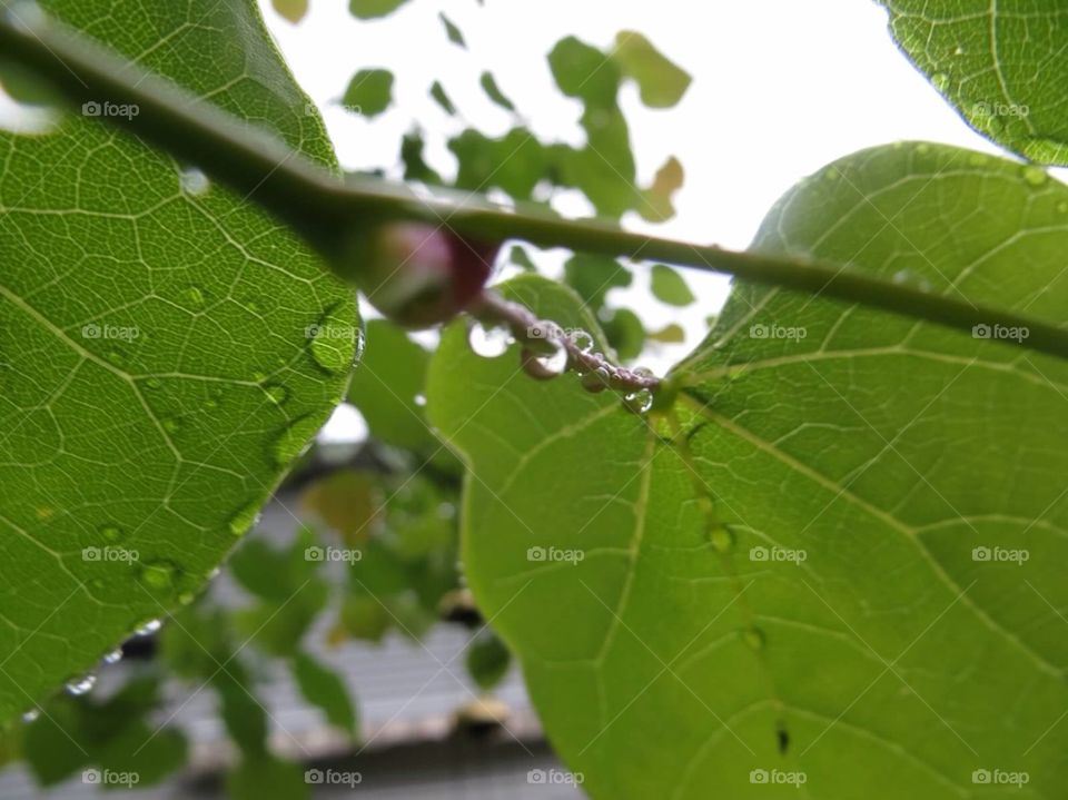 Leaves with rain drops 