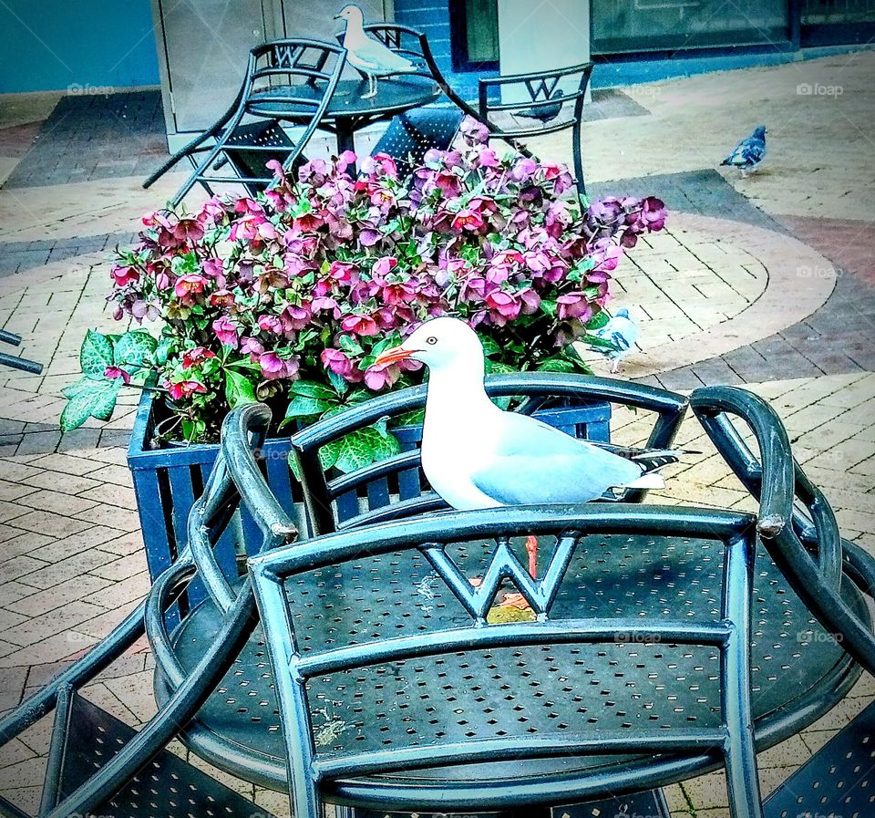 Seagull in the City !