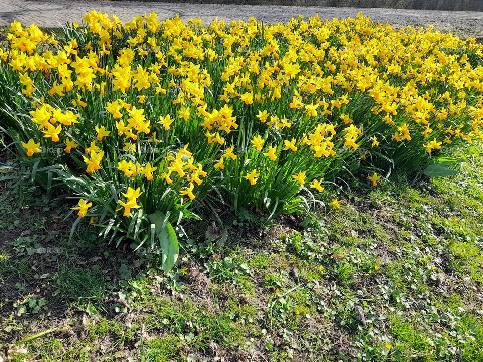 Yellow Daffodils beginning of the Spring