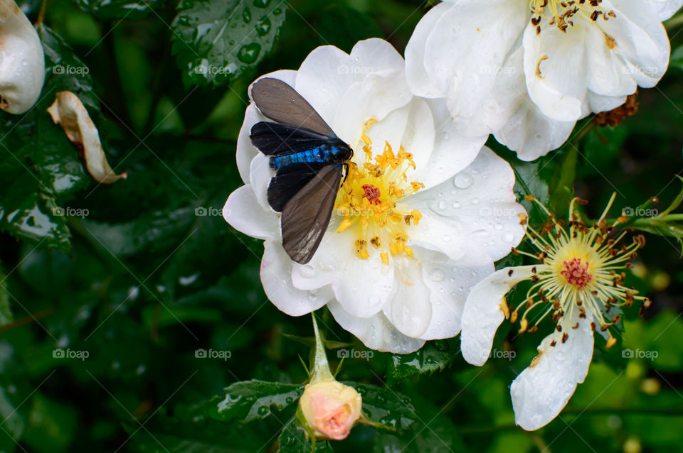 White roses and electric blue butterfly moth in garden after rainfall closeup beautiful nature photography 