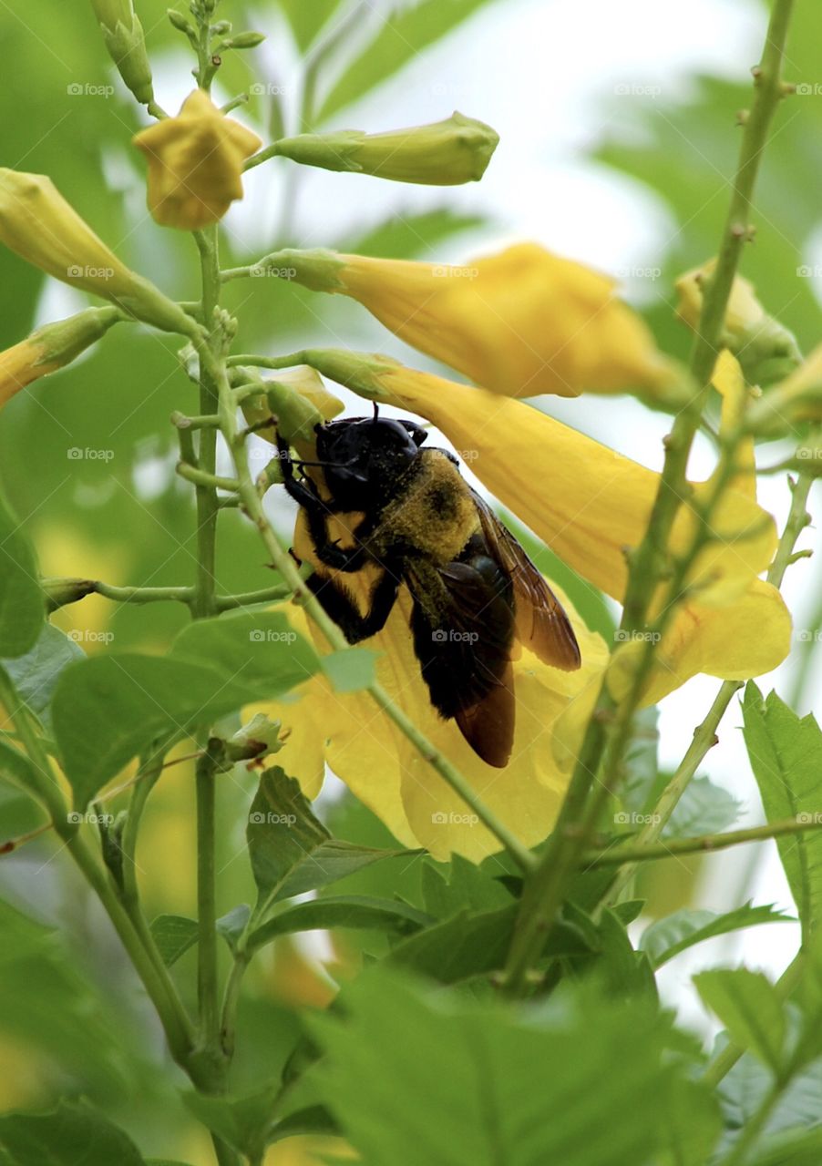Bee on yellow