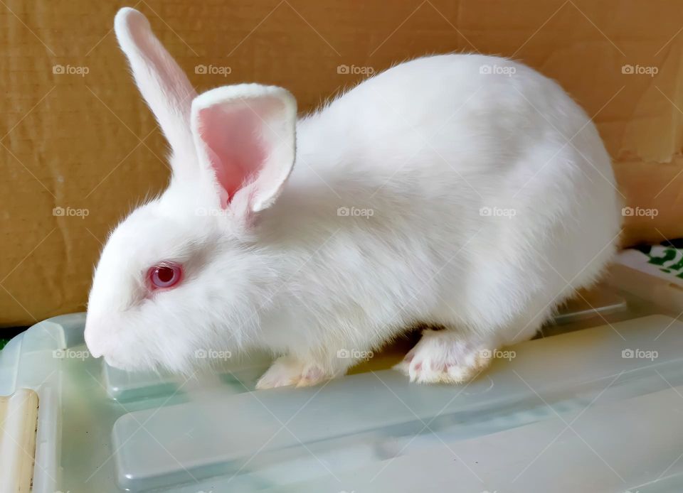 a white bunny