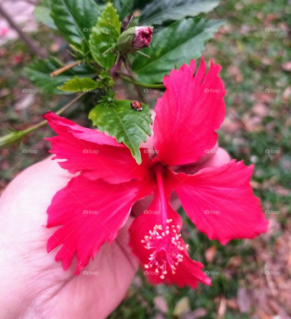 red hibiscus and ladybug
