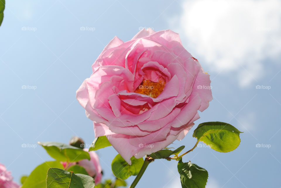 pink summer rose blue sky by salsa