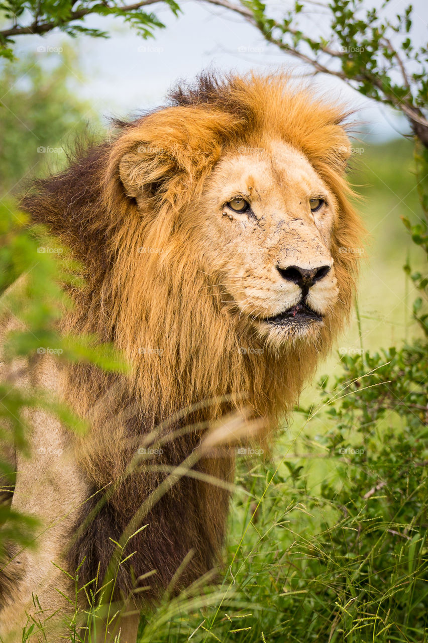 King of the jungle - definitely one of my 2019 highlights is seeing this majestic lion free and wild in the African bushveld. Photo from Kruger National Park South Africa