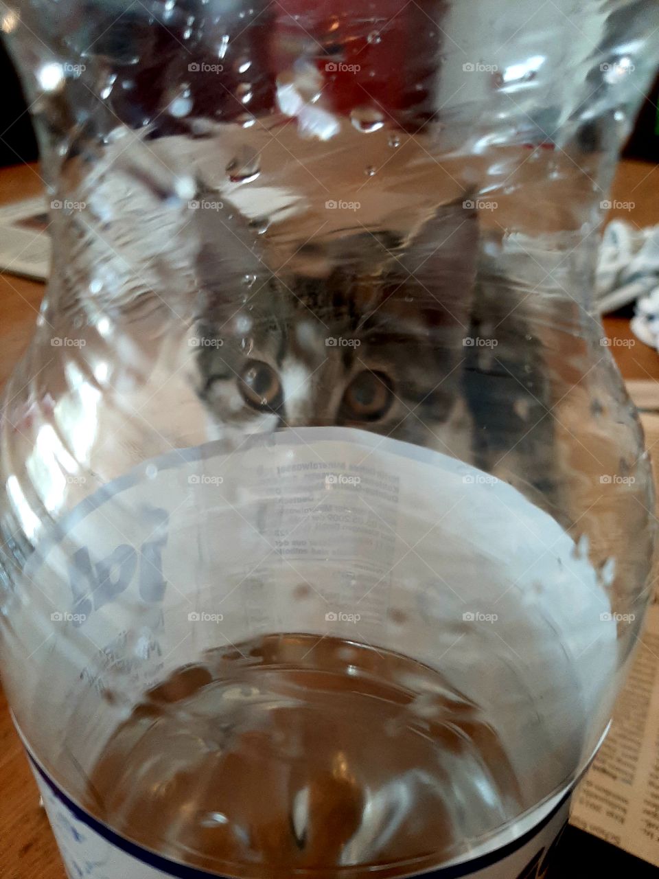 Katze beobachtet mich