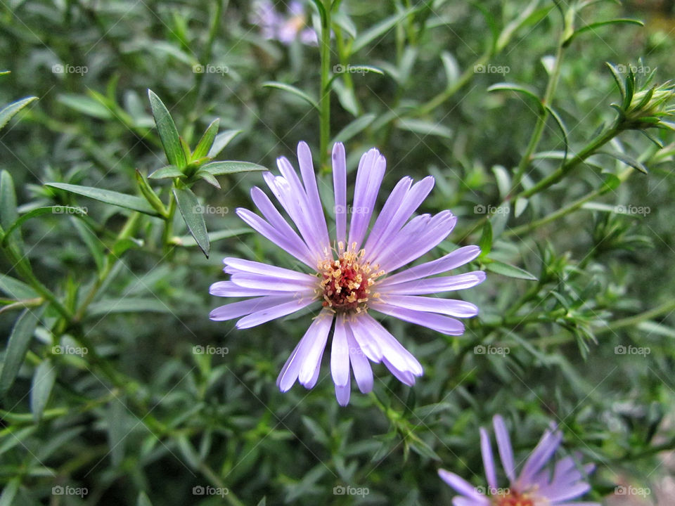 Purple flowers 