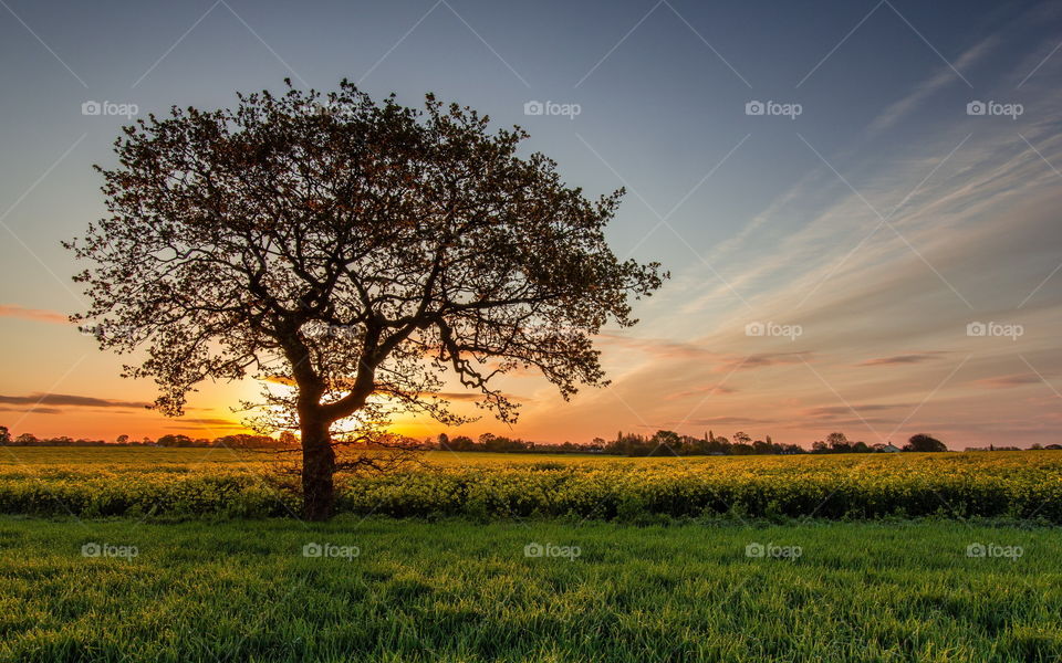 Sun VS tree