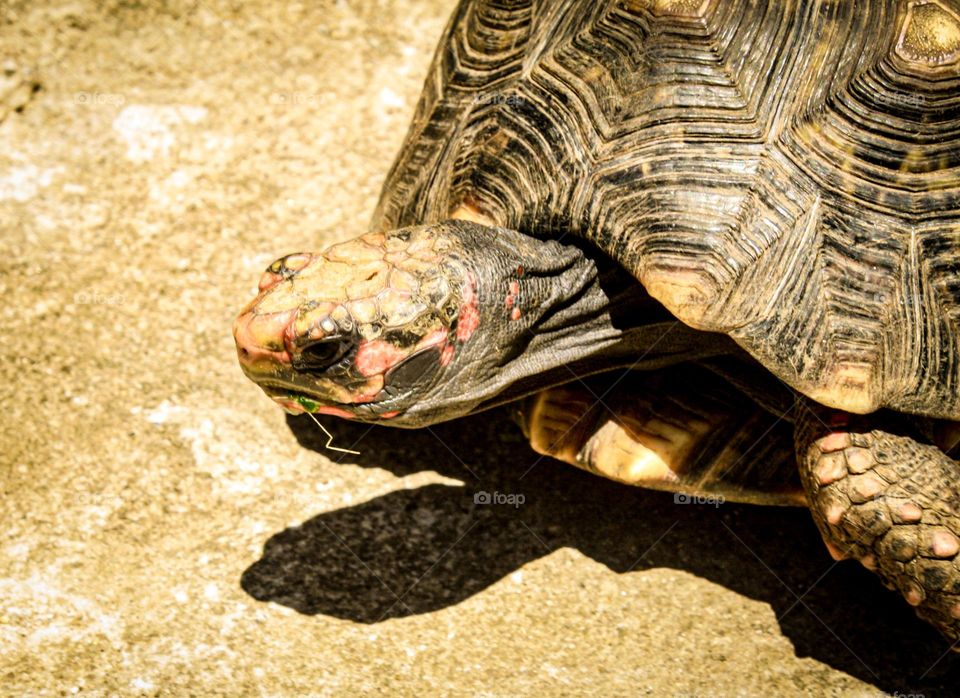 photo of a small tortoise