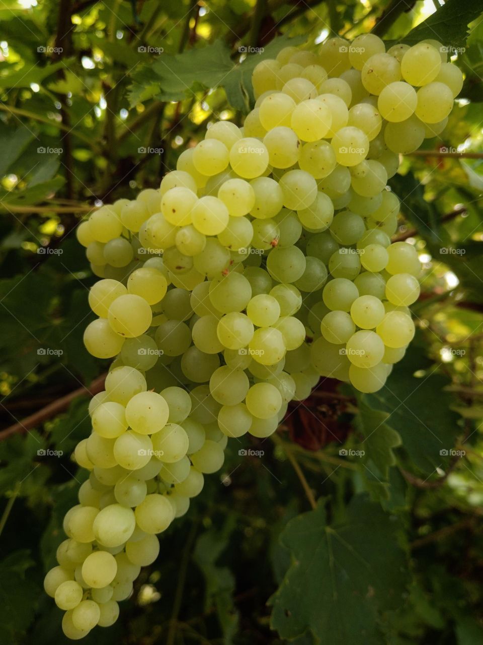 Bunch of grapes