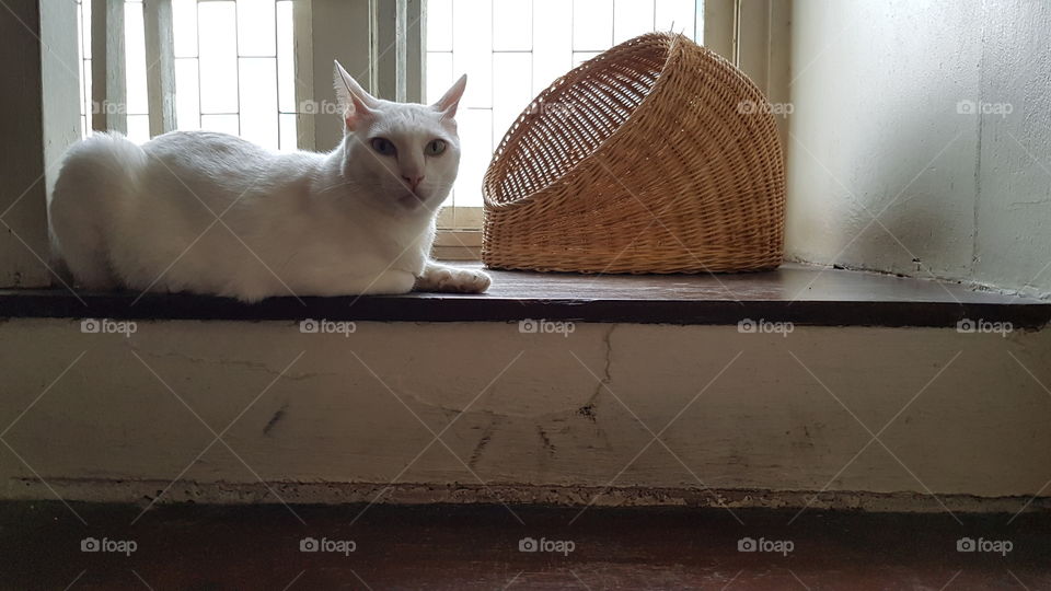 Human, why you look at me? | at catnip café