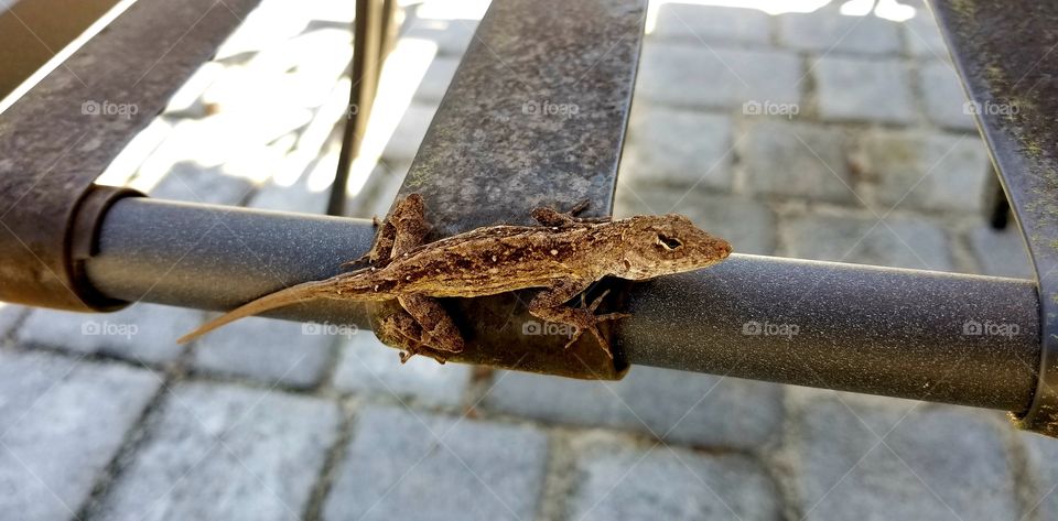 Lizard on my chair