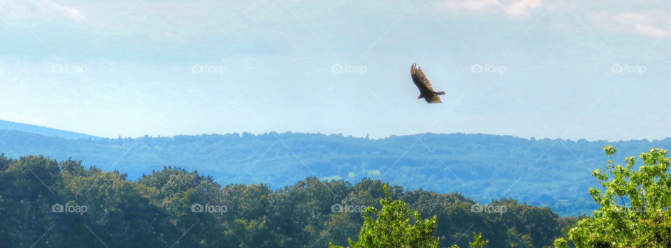 A big buzzard flys over the Maryland countryside 