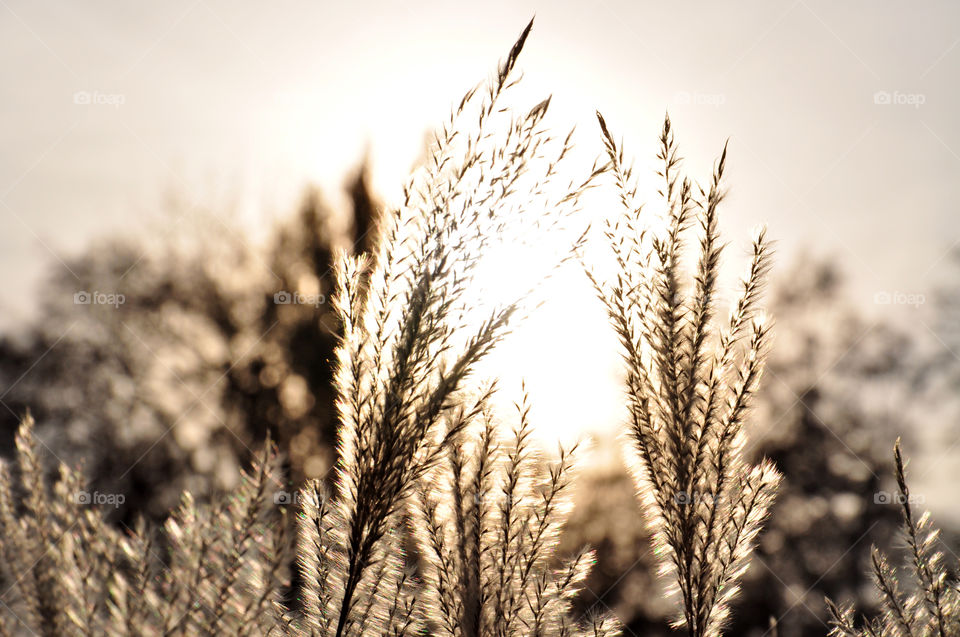 Close-up of wheat field in sunlight