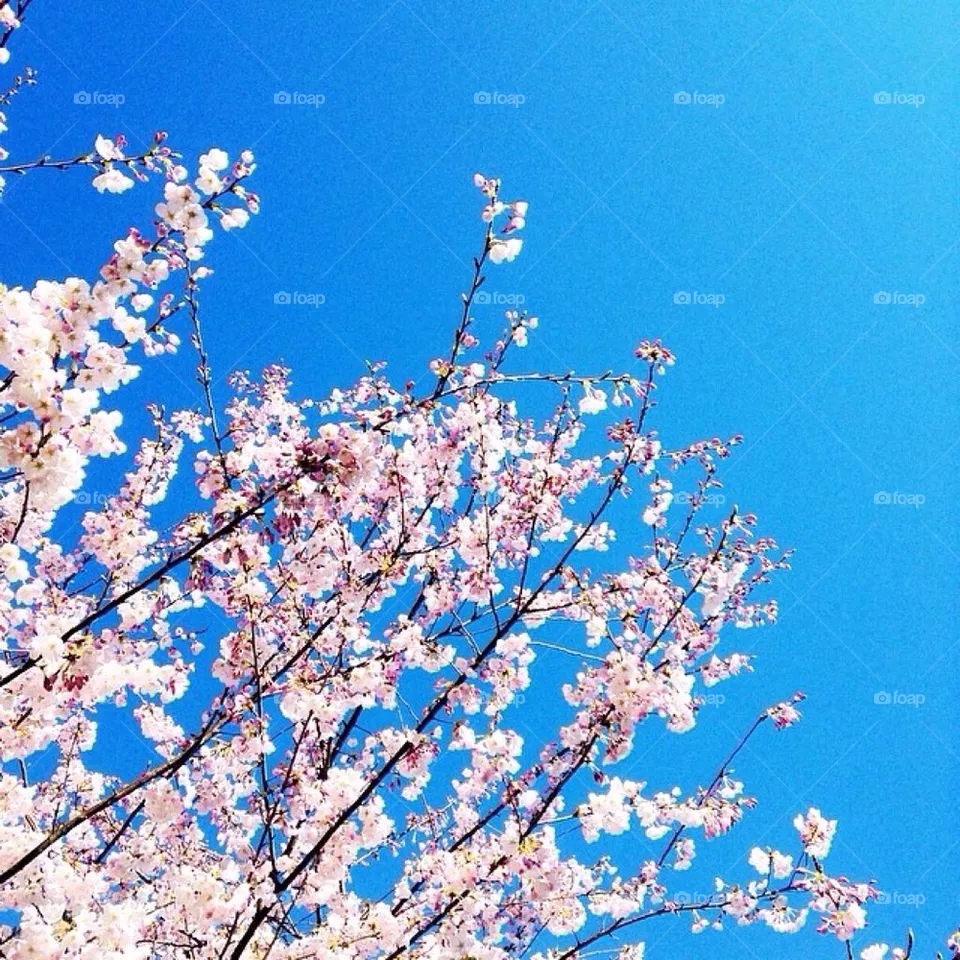 Spring