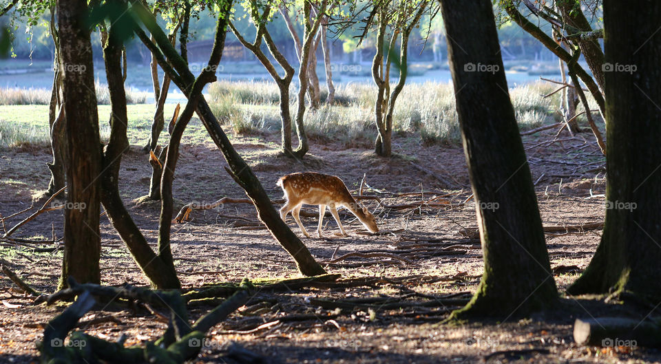 a deer in an automnal forest  with a bit of light