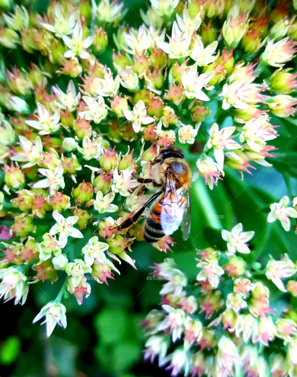 Bee on sedum flower