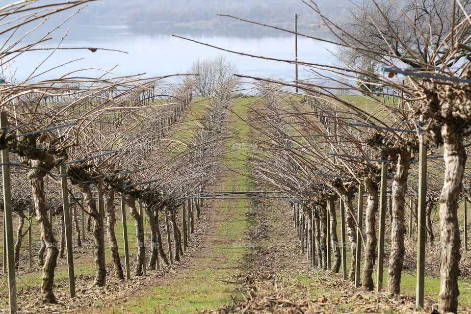 Vineyards on the Viverone lake