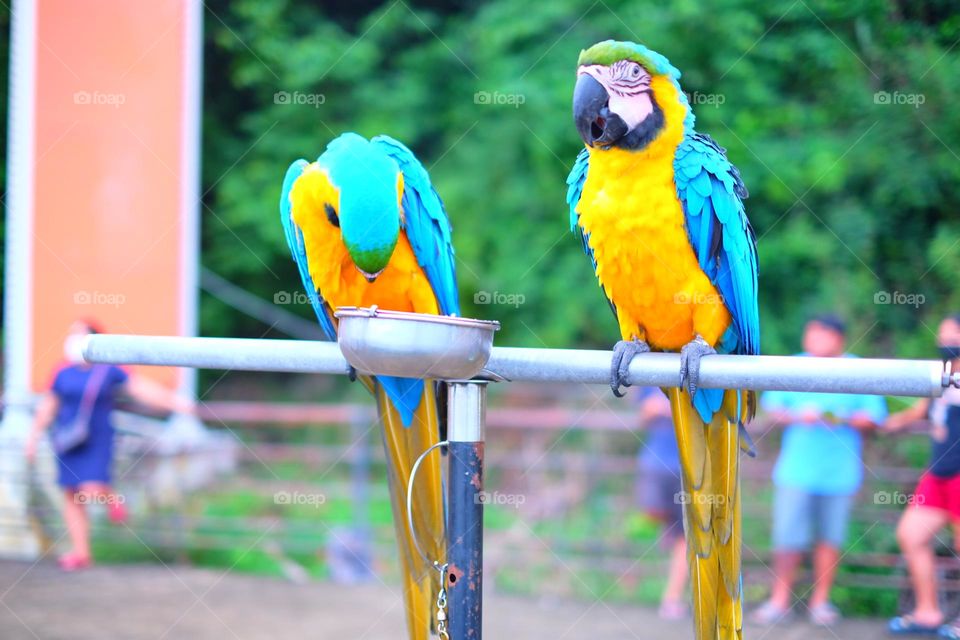Macaw