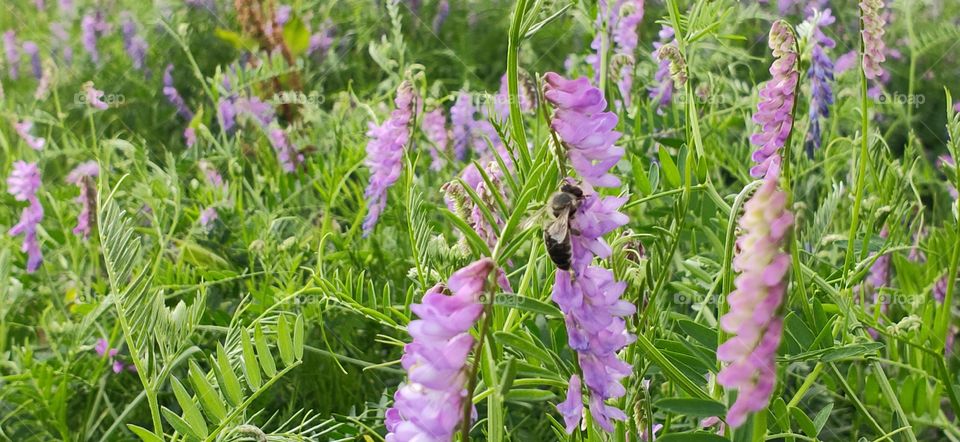 Flowers and Bees