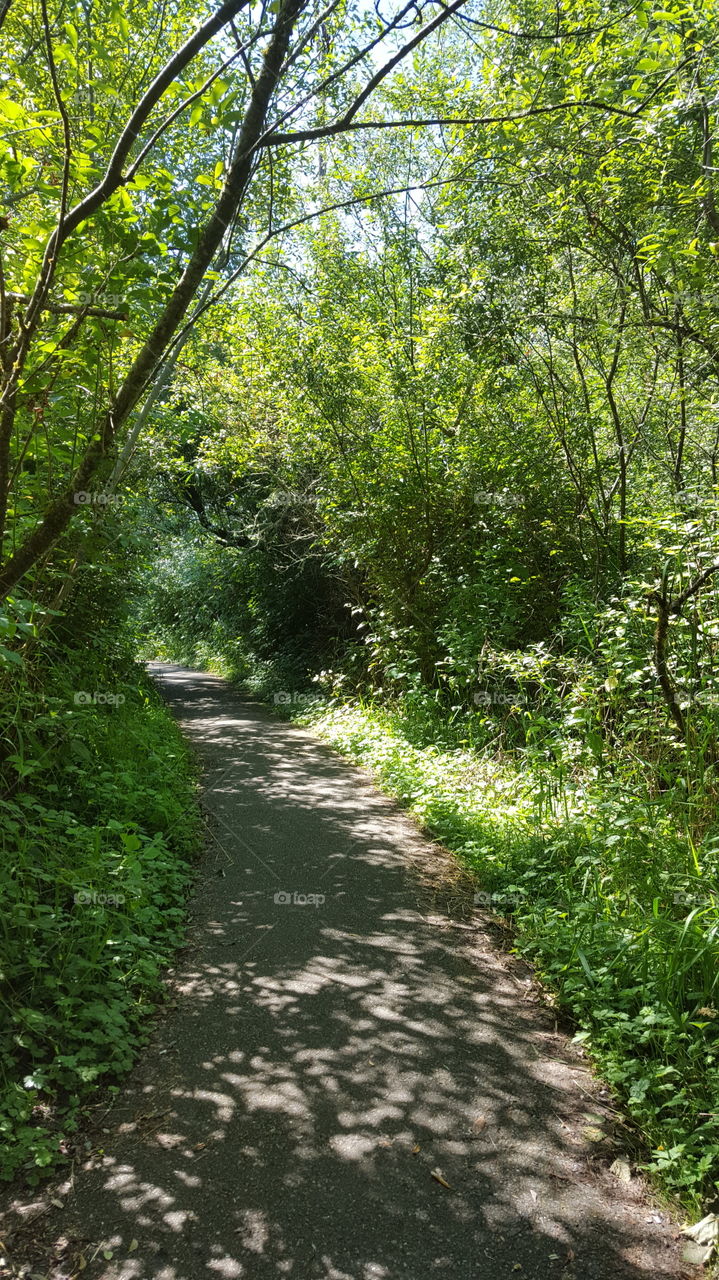 dog park path