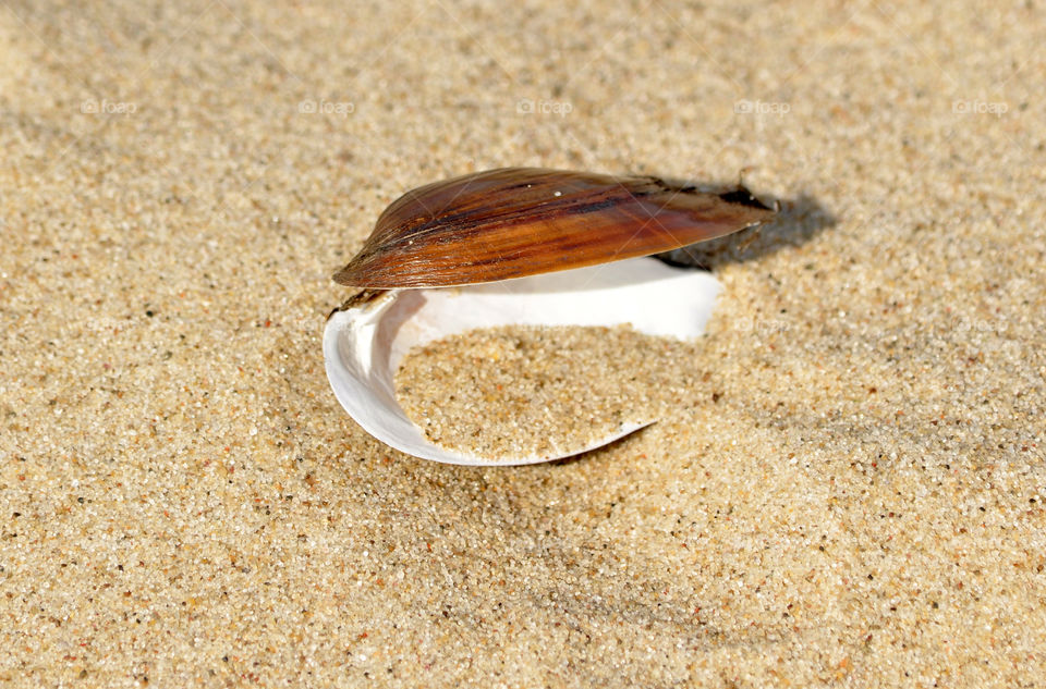 Shell on the sandy beach